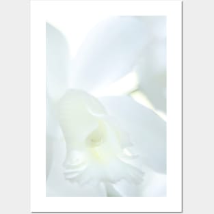 Cattleya Orchid Posters and Art